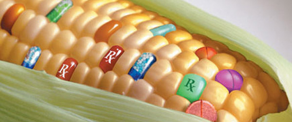 Управление по санитарному надзору за качеством пищевых продуктов США уверено в безопасности ГМО